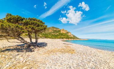Çam ağacında Baccu e Praidas kıyı