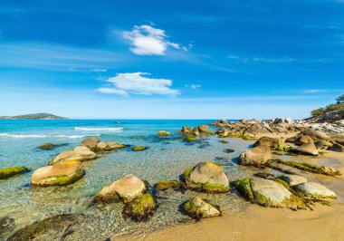 Orri kıyıya kayalarda