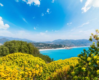 Çiçek ve bitki Porto Giunco deniz