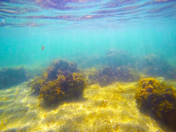 Alghe gialle e acqua blu in Sardegna — Foto Stock