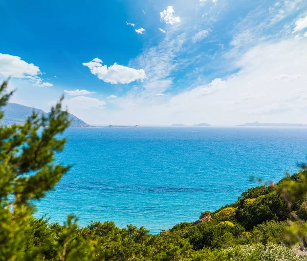 Piante verdi e mare azzurro in Sardegna — Foto Stock