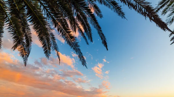 Silhouet van Palm tak onder een bewolkte hemel — Stockfoto