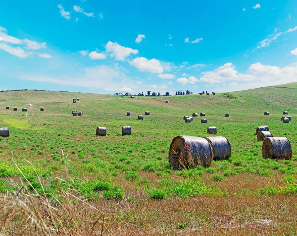 Hay bales in summertime — Stock Photo, Image