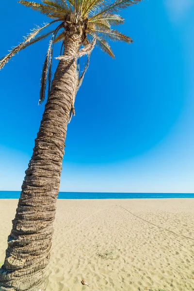 Palm tree in Porto Tramatzu beach — Stock Photo, Image