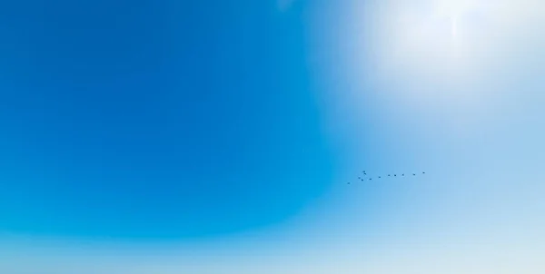 Troupeau d'oiseaux volant dans le ciel bleu — Photo