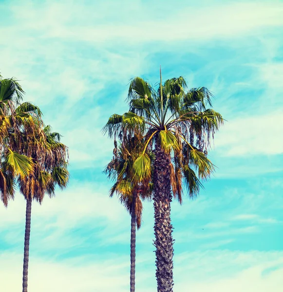 Пальмы под голубым небом — стоковое фото