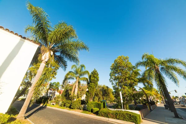 Palmy w Santa Barbara w słoneczny dzień — Zdjęcie stockowe