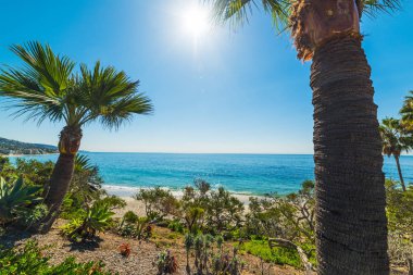 Palmiye ağaçları Laguna Beach shore tarafından