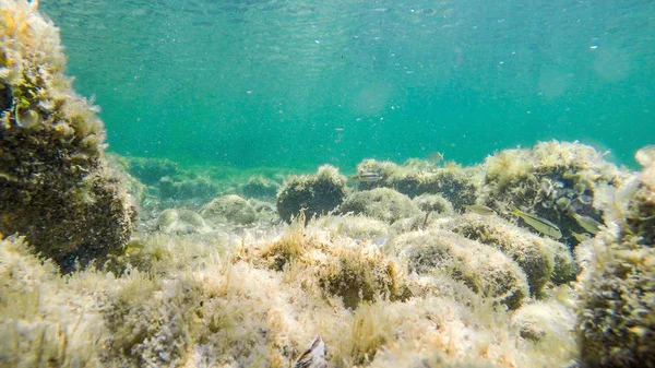 Fische schwimmen an den Felsen — Stockfoto