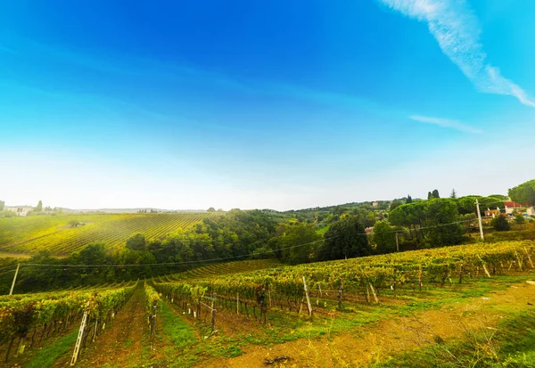 Vigneti verdi nella valle di Montalcino — Foto Stock