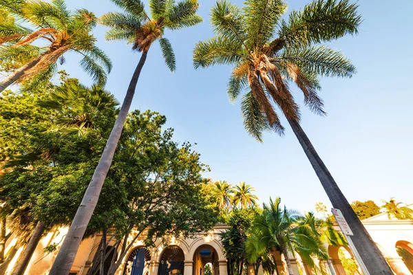 Palmeras en Balboa Park —  Fotos de Stock