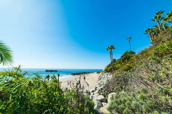 Planten door de zee in Laguna Beach — Stockfoto