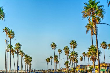 palmiye ağaçları newport Beach