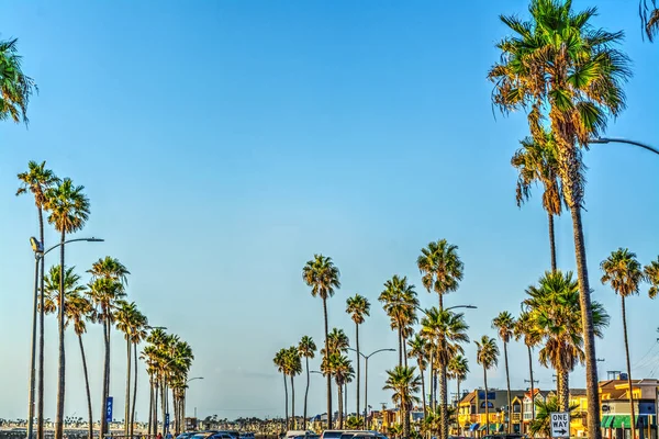 Palm trees in Newport Beach — Stock Photo, Image