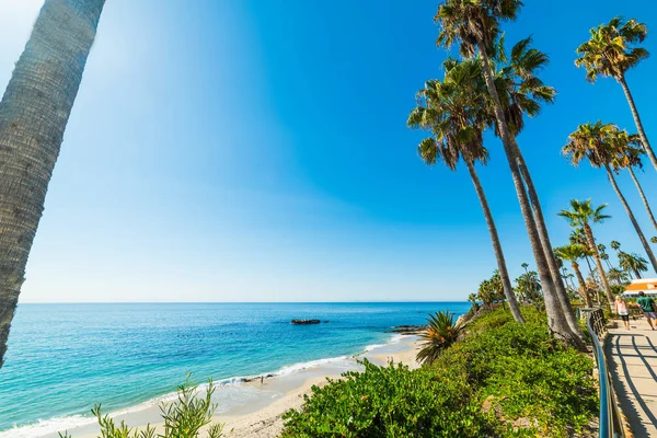 Laguna Beach shoreline palmiye ağaçlarında