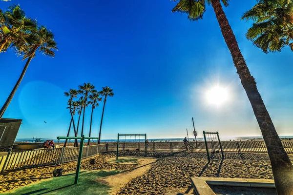 Deniz kenarında palmiye ağaçları