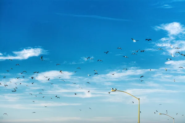 在乔拉海岸线上飞翔的海鸥群 — 图库照片