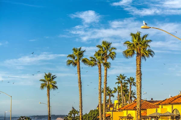 Palmiye ağaçları La Jolla Beach — Stok fotoğraf