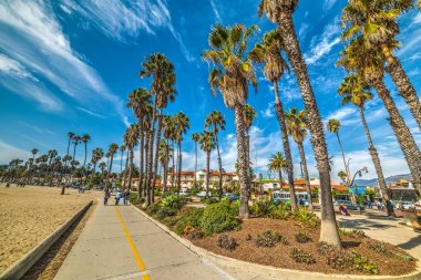 Santa Barbara sahilinde palmiye ağaçlarında