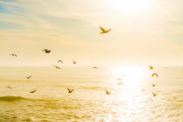 Gaivotas voando sobre o mar ao entardecer — Fotografia de Stock