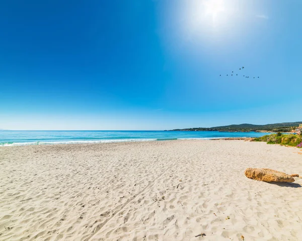 Le Bombarde sahil boyunca uçan kuşlar