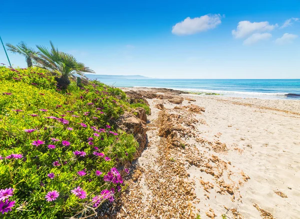 Růžové květy u moře v pláž Le Bombarde — Stock fotografie