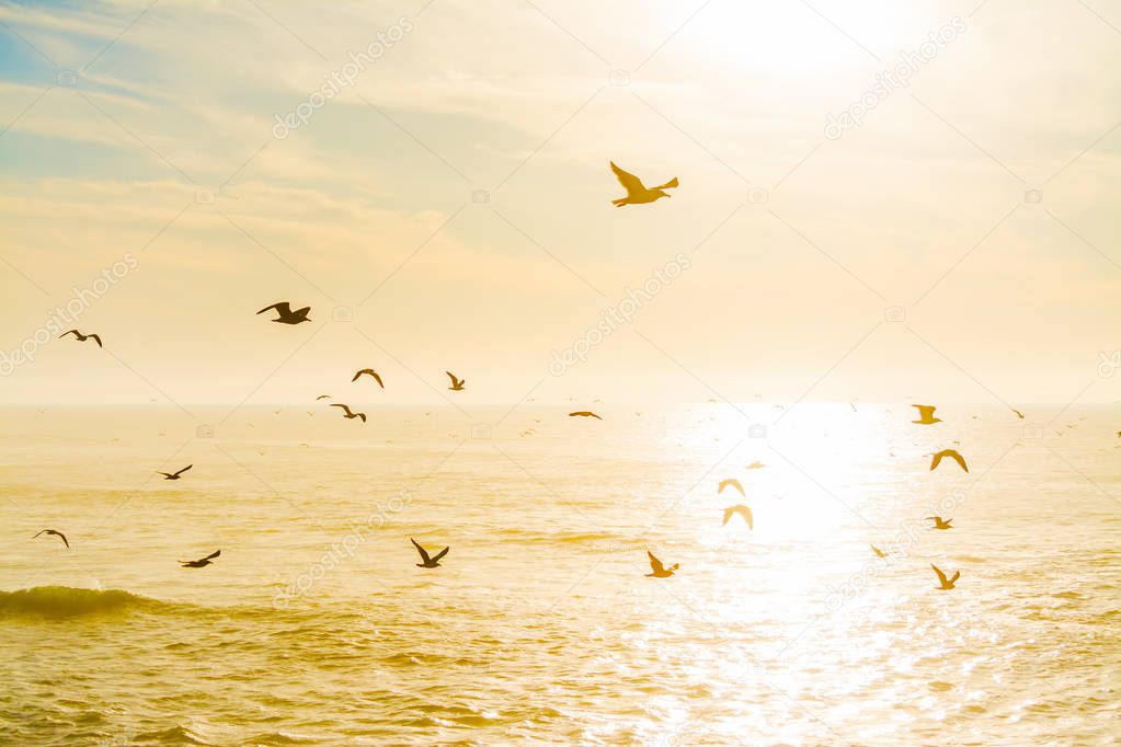 Seagulls flying over the sea at dusk