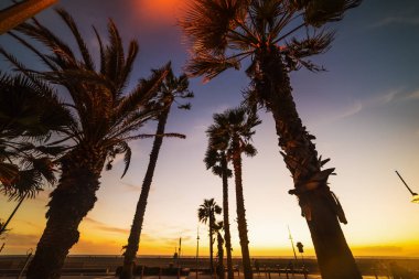 Gün batımında Santa Monica sahilinde palmiye ağaçları