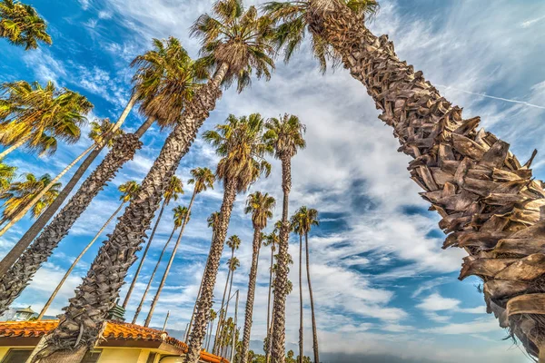 Palmeras en Santa Barbara —  Fotos de Stock