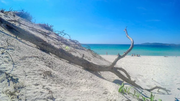 Areia branca e ramo de pinho na Sardenha — Fotografia de Stock