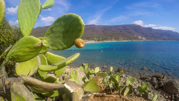 Peras espinosas junto al mar en Cerdeña —  Fotos de Stock