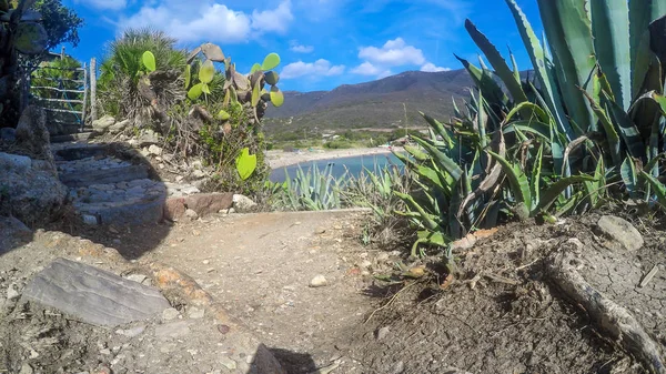 Agave planta à beira-mar na Sardenha — Fotografia de Stock