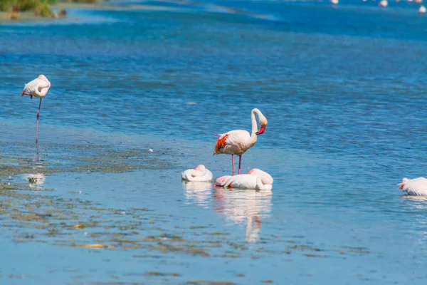 Groupe de flamants roses en Molentargius — Photo