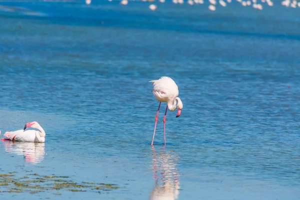 Roze flamingo's in Molentargius vijver — Stockfoto