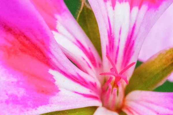 Close up of a pink geranium — Stock Photo, Image