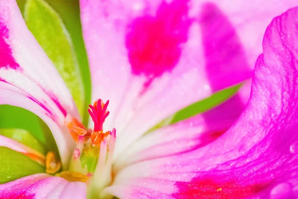Close up of a pink and white geranium — Stock Photo, Image