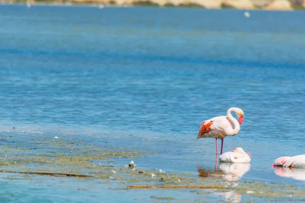 Gruppe rosa Flamingos in Molentargius — Stockfoto