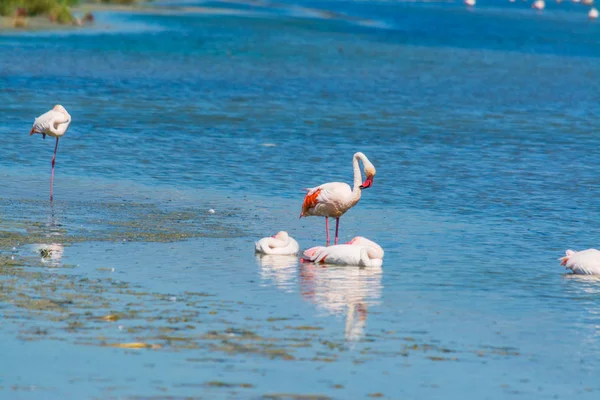 Grupa flamingów w Molentargius — Zdjęcie stockowe