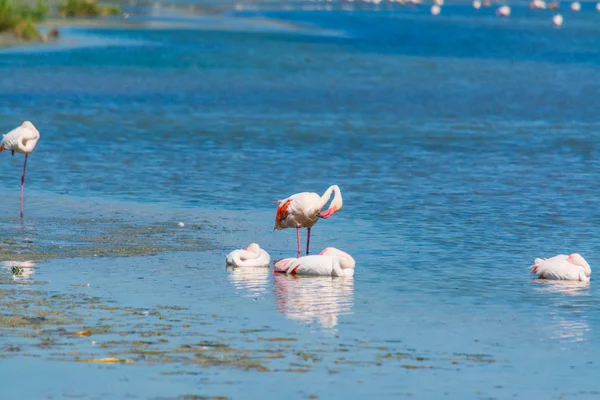 Flamingi w staw Molentargius — Zdjęcie stockowe