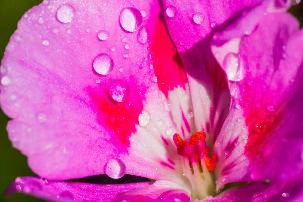 Close up of a white and pink geranium — Stock Photo, Image