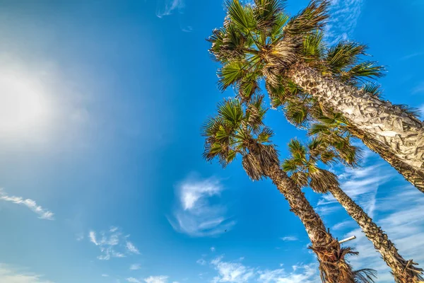 Palme viste dal basso a San Diego — Foto Stock