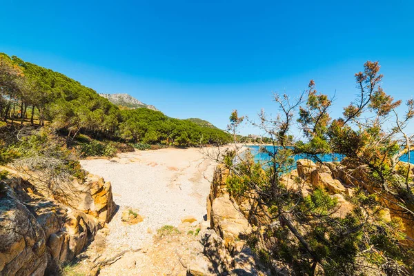 Växter vid havet i Santa Maria Navarrese — Stockfoto