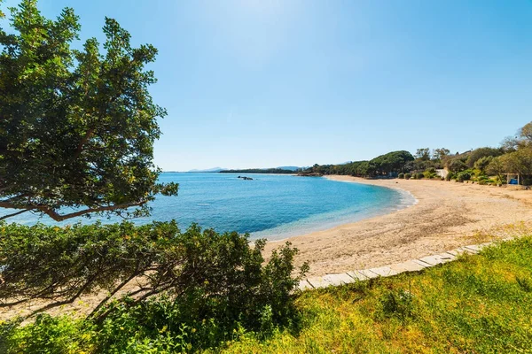 Trees by the sea in Santa Maria Navarrese — Stock Photo, Image