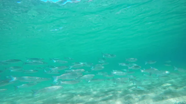 Fischschwärme im Meer von Alghero — Stockfoto