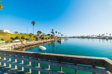 Oceanside Harbor beyaz balıkçıl