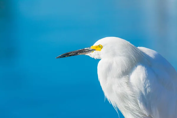 カリフォルニアの海で白鷺 — ストック写真