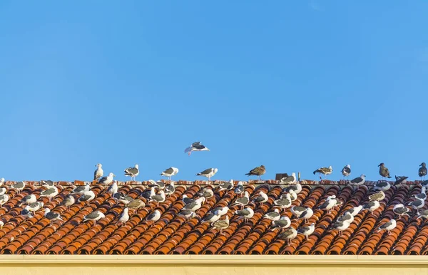 Grupo de gaivotas em um telhado telha — Fotografia de Stock