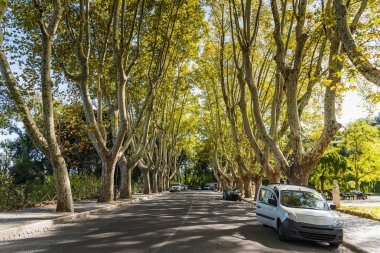 Çınar ağaçlarının Janiculum Promenade içinde
