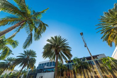 Palmiye ağaçları Beverly Hills