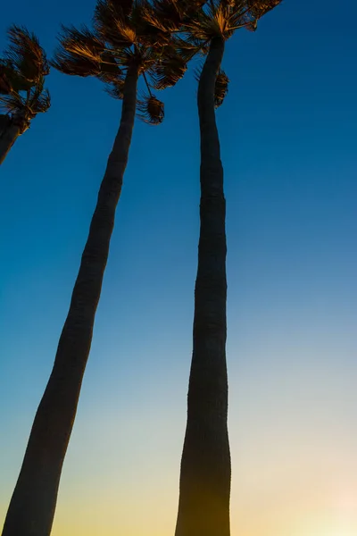 Palmen von unten am Newport Beach bei Sonnenuntergang — Stockfoto